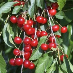 Cerisier Griotte Montmorency : ½ Tige, 4-5 Ans, H 170-180 Cm 13 Cerisier Griotte Montmorency : ½ Tige, 4-5 Ans, H 170-180 Cm -Magasin De Graines De Plantes 37611 010