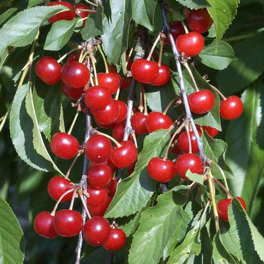 Cerisier Griotte Montmorency : ½ Tige, 4-5 Ans, H 170-180 Cm 7 Cerisier Griotte Montmorency : ½ Tige, 4-5 Ans, H 170-180 Cm – Image 7