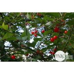 Cerisier Griotte De Montmorency : Gobelet 3 Ans D'âge Ctr 12 Litres -Magasin De Graines De Plantes 37613 004