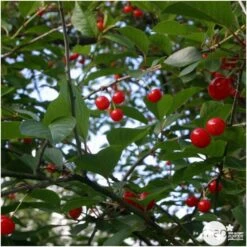 Cerisier Griotte De Montmorency : Gobelet 3 Ans D'âge Ctr 12 Litres -Magasin De Graines De Plantes 37613 006