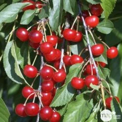 Cerisier Griotte De Montmorency : Gobelet 3 Ans D'âge Ctr 12 Litres -Magasin De Graines De Plantes 37613 008