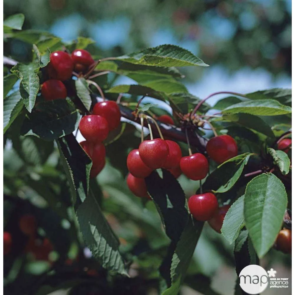 Cerisier Bigarreau Moreau : Gobelet 3 Ans D'âge Ctr 12 Litres 1 Cerisier Bigarreau Moreau : Gobelet 3 Ans D'âge Ctr 12 Litres