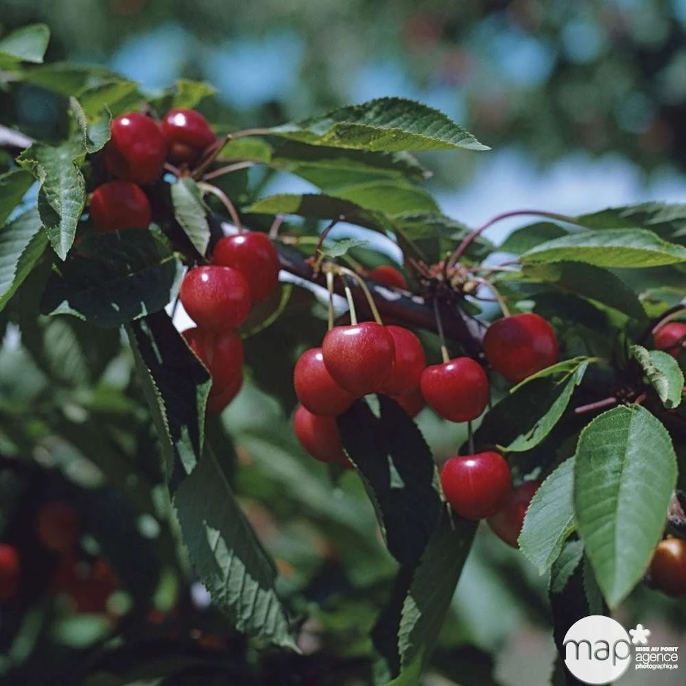 Cerisier Bigarreau Moreau : Gobelet 3 Ans D'âge Ctr 12 Litres 2 Cerisier Bigarreau Moreau : Gobelet 3 Ans D'âge Ctr 12 Litres – Image 2