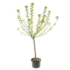 Cerisier Bigarreau Moreau : Gobelet 3 Ans D'âge Ctr 12 Litres 6 Cerisier Bigarreau Moreau : Gobelet 3 Ans D'âge Ctr 12 Litres -Magasin De Graines De Plantes 37620 004