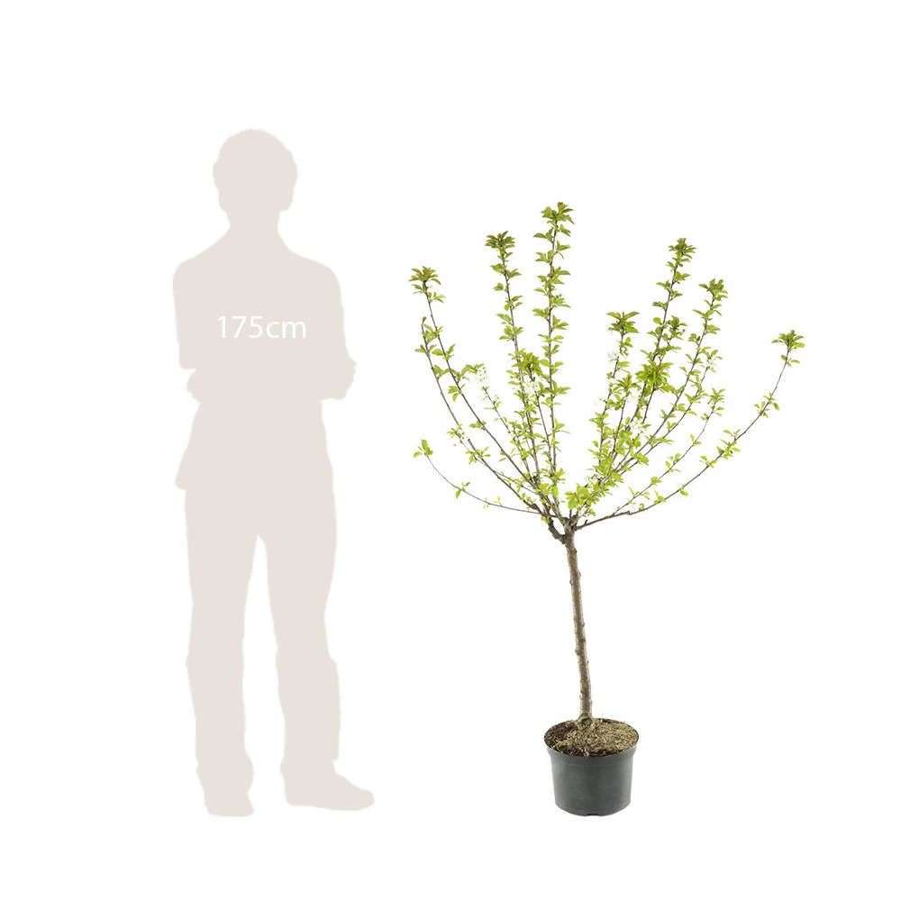 Cerisier Bigarreau Moreau : Gobelet 3 Ans D'âge Ctr 12 Litres 4 Cerisier Bigarreau Moreau : Gobelet 3 Ans D'âge Ctr 12 Litres – Image 4