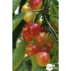 Cerisier Bigarreau Napoléon : Gobelet 3 Ans D'âge Ctr 12 Litres -Magasin De Graines De Plantes 37627 004