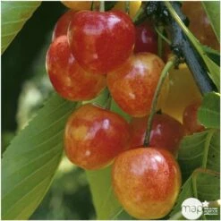 Cerisier Bigarreau Napoléon : Gobelet 3 Ans D'âge Ctr 12 Litres -Magasin De Graines De Plantes 37627 006