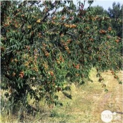 Cerisier Bigarreau Napoléon : Gobelet 3 Ans D'âge Ctr 12 Litres -Magasin De Graines De Plantes 37627 007