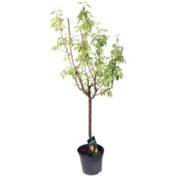 Poirier Doyenné Du Comice : Gobelet 3 Ans D'âge Ctr 12 Litres -Magasin De Graines De Plantes 37694 002