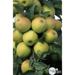 Pommier Golden Delicious : Gobelet 3 Ans D'âge Ctr 12 Litres -Magasin De Graines De Plantes 37730 003