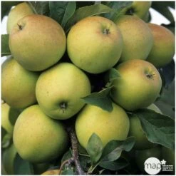 Pommier Golden Delicious : Gobelet 3 Ans D'âge Ctr 12 Litres -Magasin De Graines De Plantes 37730 004