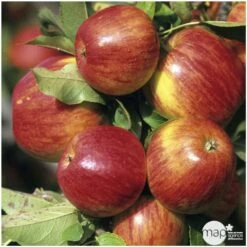 Pommier Jonagold : Gobelet 3 Ans D'âge Ctr 12 Litres -Magasin De Graines De Plantes 37759 004