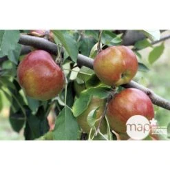 Pommier Melrose : ½ Tige, 4-5 Ans, H 170-180 Cm 8 Pommier Melrose : ½ Tige, 4-5 Ans, H 170-180 Cm -Magasin De Graines De Plantes 37765 003