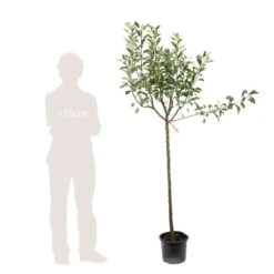 Pommier Melrose : ½ Tige, 4-5 Ans, H 170-180 Cm 7 Pommier Melrose : ½ Tige, 4-5 Ans, H 170-180 Cm -Magasin De Graines De Plantes 37765 007