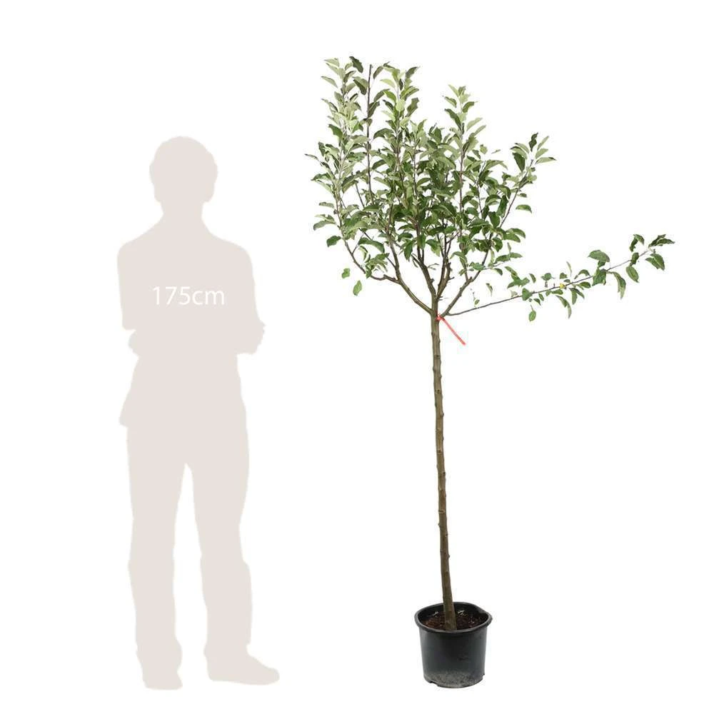 Pommier Melrose : ½ Tige, 4-5 Ans, H 170-180 Cm 3 Pommier Melrose : ½ Tige, 4-5 Ans, H 170-180 Cm – Image 3