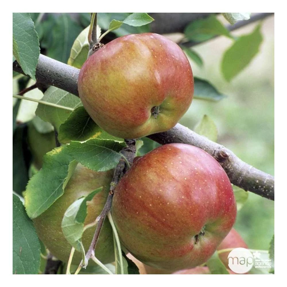 Pommier Melrose : ½ Tige, 4-5 Ans, H 170-180 Cm 5 Pommier Melrose : ½ Tige, 4-5 Ans, H 170-180 Cm – Image 5