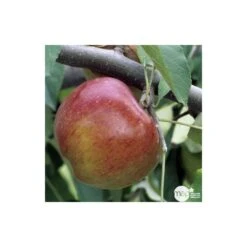 Pommier Melrose : Gobelet 3 Ans D'âge Ctr 12 Litres -Magasin De Graines De Plantes 37769 004