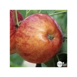 Pommier Reine Des Reinettes : Gobelet 3 Ans D'âge Ctr 12 Litres -Magasin De Graines De Plantes 37779 004