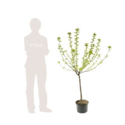 Pommier Reine Des Reinettes : Gobelet 3 Ans D'âge Ctr 12 Litres -Magasin De Graines De Plantes 37779 006