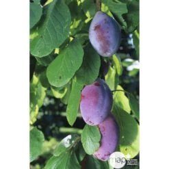 Prunier Quetsche D'Alsace : ½ Tige, 4-5 Ans, H 170-180 Cm -Magasin De Graines De Plantes 37821 002