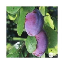 Prunier Quetsche D'Alsace : ½ Tige, 4-5 Ans, H 170-180 Cm -Magasin De Graines De Plantes 37821 003