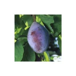 Prunier Quetsche D'Alsace : ½ Tige, 4-5 Ans, H 170-180 Cm -Magasin De Graines De Plantes 37821 005