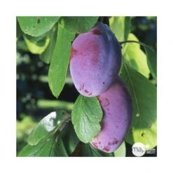 Prunier Quetsche D'Alsace : Gobelet 3 Ans D'âge Ctr 12 Litres -Magasin De Graines De Plantes 37823 004