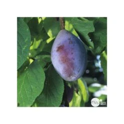 Prunier Quetsche D'Alsace : Gobelet 3 Ans D'âge Ctr 12 Litres -Magasin De Graines De Plantes 37823 006