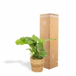 Calathea Orbifolia Et Son Panier Naturel - H40cm, ø14 Cm - Plante D'intérieur -Magasin De Graines De Plantes 3804fcc636f2001e