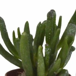 Succulentes, Box De 10 Plantes - H13cm, ø5,5cm - Plantes D'intérieur 8 Succulentes, Box De 10 Plantes - H13cm, ø5,5cm - Plantes D'intérieur -Magasin De Graines De Plantes 38597c9dc9524b65