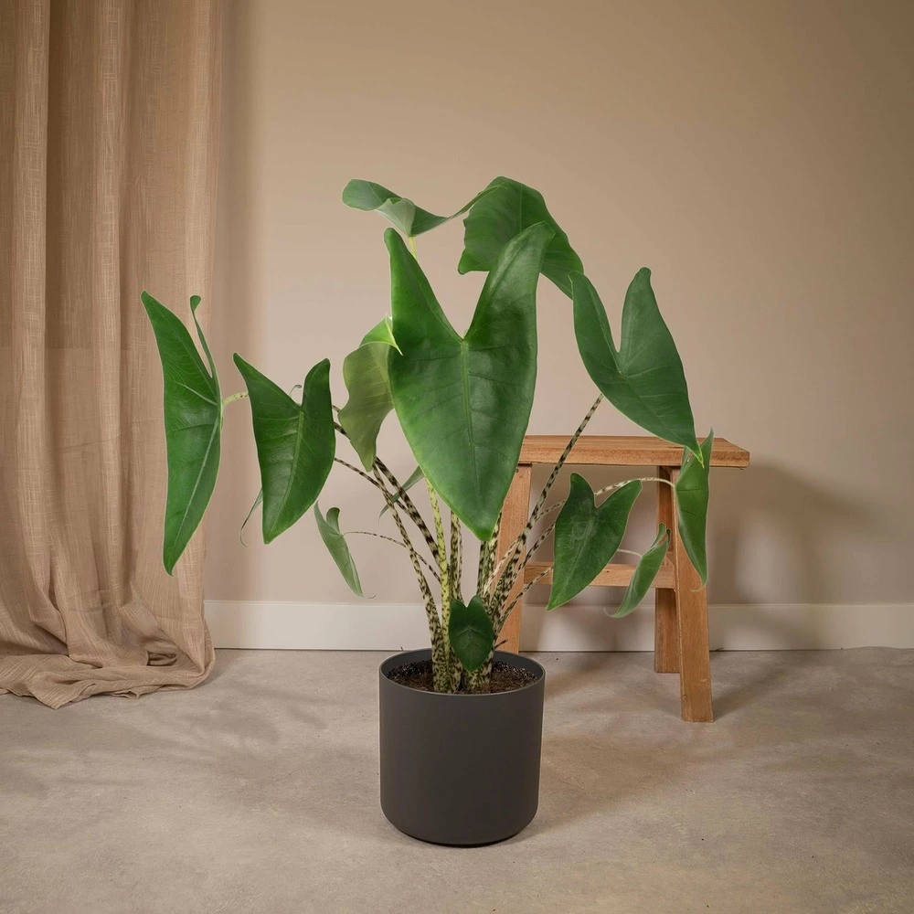 Alocasia Zebrina - H75cm, ø19cm - Grande Plante D'intérieur 2 Alocasia Zebrina - H75cm, ø19cm - Grande Plante D'intérieur – Image 2