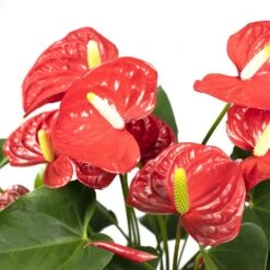 Anthurium Rouge - H55cm, ø17cm - Plante D'intérieur -Magasin De Graines De Plantes 38b54ea20ca73bf4