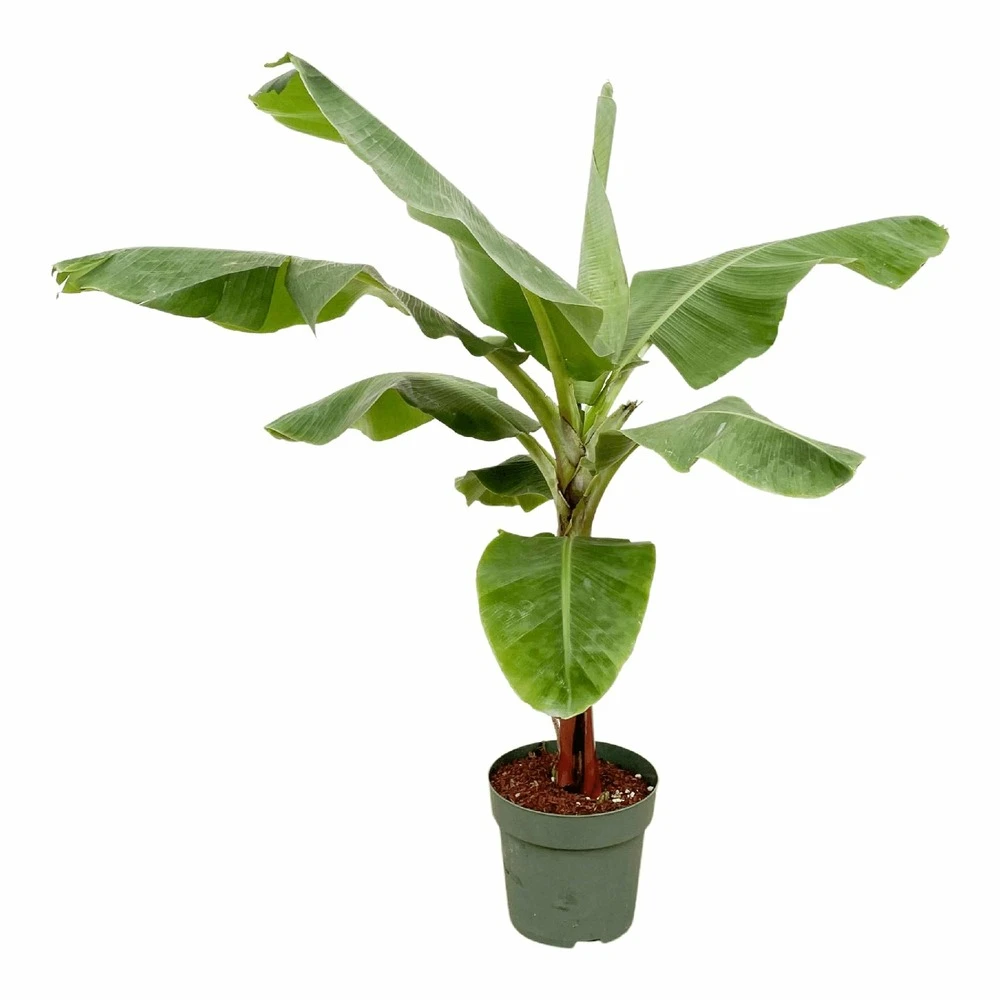 Bananier Xxl - H150cm, ø30cm - Très Grande Plante D'intérieur 1 Bananier Xxl - H150cm, ø30cm - Très Grande Plante D'intérieur