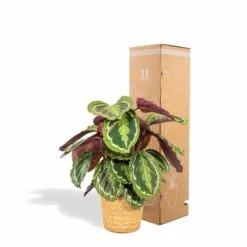 Calathea Médaillon Et Son Panier Naturel - H65cm, ø19cm - Plante D'intérieur -Magasin De Graines De Plantes 39375a6afe5bd28e