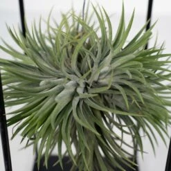 Tillandsia Et Son Support En Cube - H35cm, ø20cm - Plante D'intérieur Tombante 7 Tillandsia Et Son Support En Cube - H35cm, ø20cm - Plante D'intérieur Tombante -Magasin De Graines De Plantes 3a8531a0d40b3602