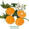 Mandarinier Bio Tailles:pot De 3 Litres, Hauteur 30/40 Cm