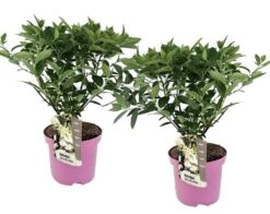 Set De 2 Hortensias Confetti - Pot ⌀19 Cm - H. 20-30cm (hauteur Pot Incluse)