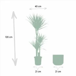 Dracaena Et Son Cache-pot - H120cm, ø21cm - Très Grande Plante D'intérieur -Magasin De Graines De Plantes 3ca37fe8ec906d0a
