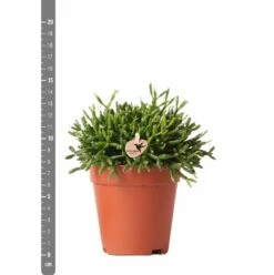 Rhipsalis Baccifera - H15cm, ø9cm - Plante D'intérieur -Magasin De Graines De Plantes 3e1dfaec75687e9f
