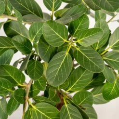 Ficus Benghalensis - H75cm, ø21cm - Grande Plante D'intérieur -Magasin De Graines De Plantes 3f3b63b3e155378d