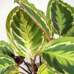 Calathea Médaillon Et Son Panier Naturel - H65cm, ø19cm - Plante D'intérieur -Magasin De Graines De Plantes 3f8b742e960cfe19