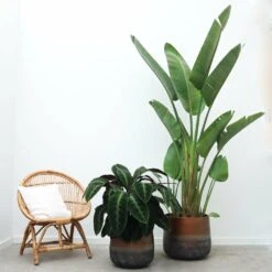 Strelitzia Augusta Xxl - H250cm, ø45cm - Très Grande Plante D'intérieur 7 Strelitzia Augusta Xxl - H250cm, ø45cm - Très Grande Plante D'intérieur -Magasin De Graines De Plantes 3fb84801184ea8d7