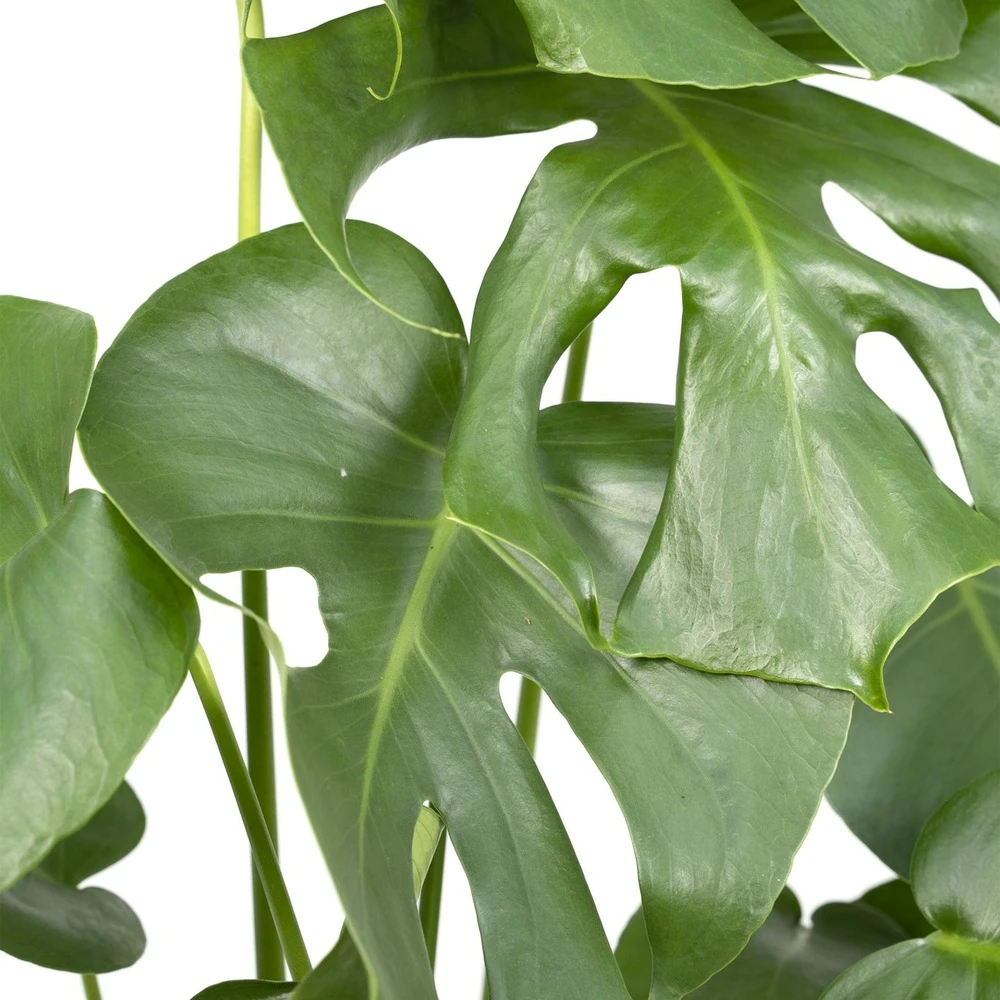 Monstera Deliciosa - H55cm, ø17cm - Plante D'intérieur 3 Monstera Deliciosa - H55cm, ø17cm - Plante D'intérieur – Image 3