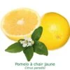 Pomelos A Chair Jaune Bio Tailles:pot De 3 Litres, Hauteur 30/40 Cm
