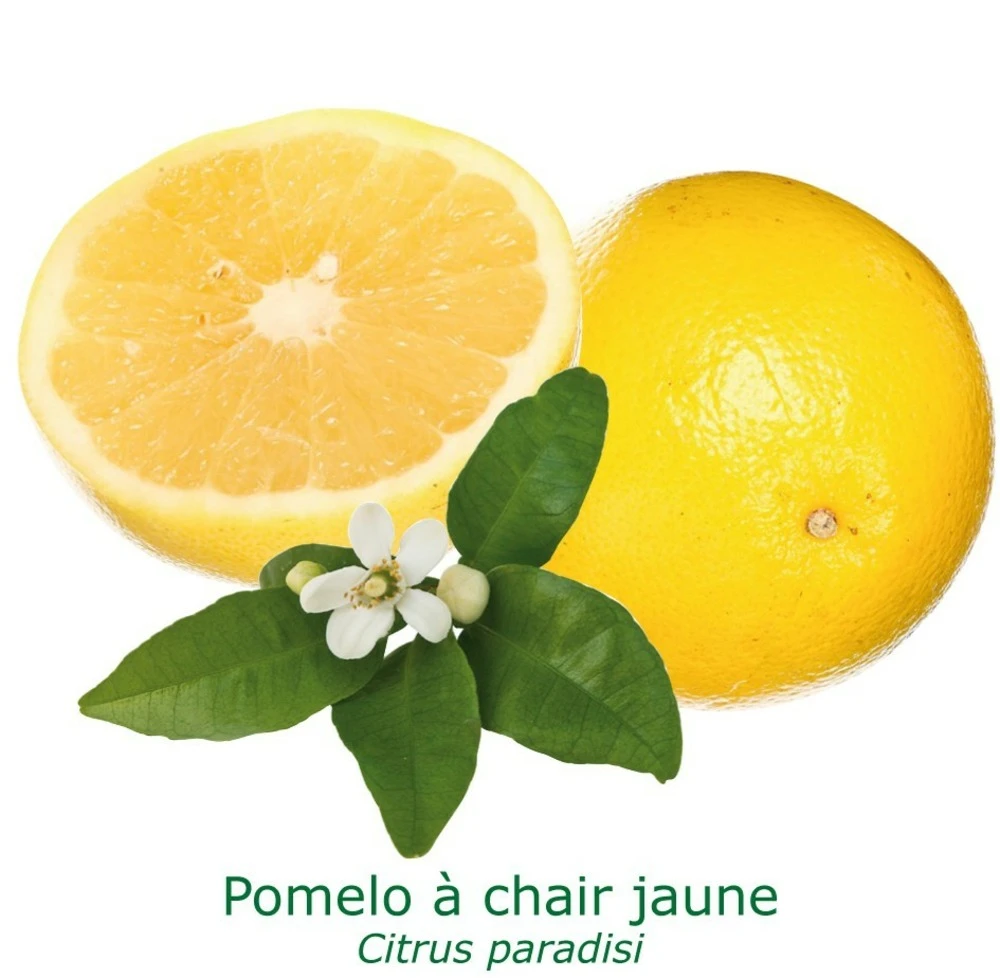 Pomelos A Chair Jaune Bio Tailles:pot De 3 Litres, Hauteur 30/40 Cm 1 Pomelos A Chair Jaune Bio Tailles:pot De 3 Litres, Hauteur 30/40 Cm