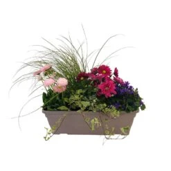 Jardinière De Bisannuelles Et Vivaces 40 Cm - Coloris Variables 7 Jardinière De Bisannuelles Et Vivaces 40 Cm - Coloris Variables -Magasin De Graines De Plantes 417571 004