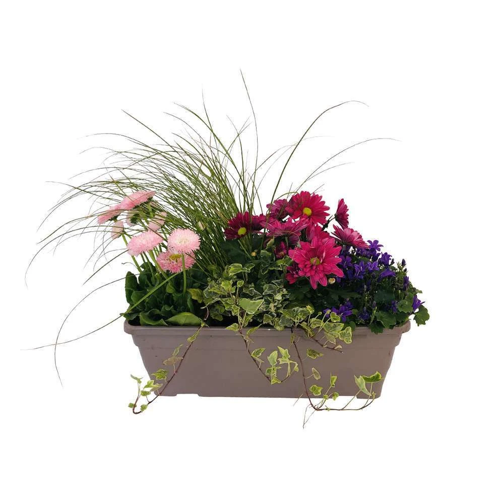 Jardinière De Bisannuelles Et Vivaces 40 Cm - Coloris Variables 3 Jardinière De Bisannuelles Et Vivaces 40 Cm - Coloris Variables – Image 3