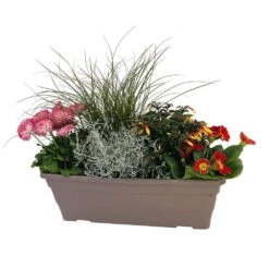 Jardinière De Bisannuelles Et Vivaces 40 Cm - Coloris Variables 8 Jardinière De Bisannuelles Et Vivaces 40 Cm - Coloris Variables -Magasin De Graines De Plantes 417571 005