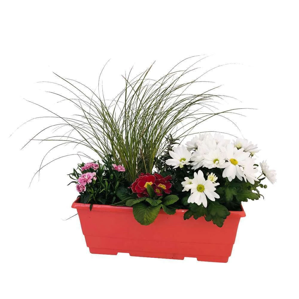Jardinière De Bisannuelles Et Vivaces 40 Cm - Coloris Variables 1 Jardinière De Bisannuelles Et Vivaces 40 Cm - Coloris Variables