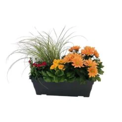 Jardinière De Bisannuelles Et Vivaces 40 Cm - Coloris Variables 9 Jardinière De Bisannuelles Et Vivaces 40 Cm - Coloris Variables -Magasin De Graines De Plantes 417571 007